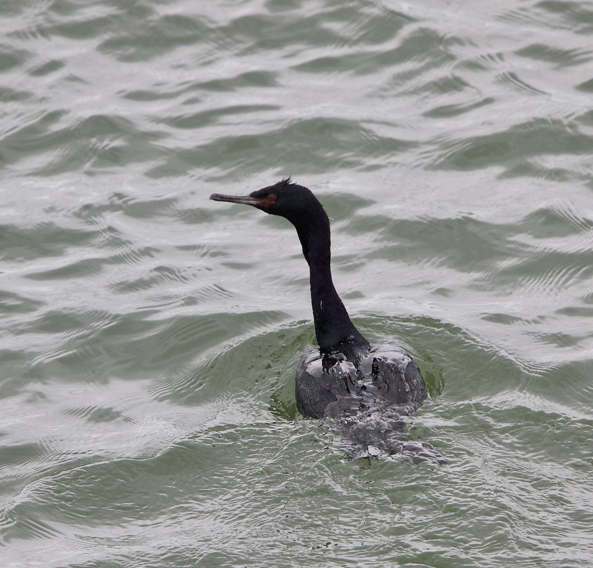 Pelagic Cormorant - ML638369539