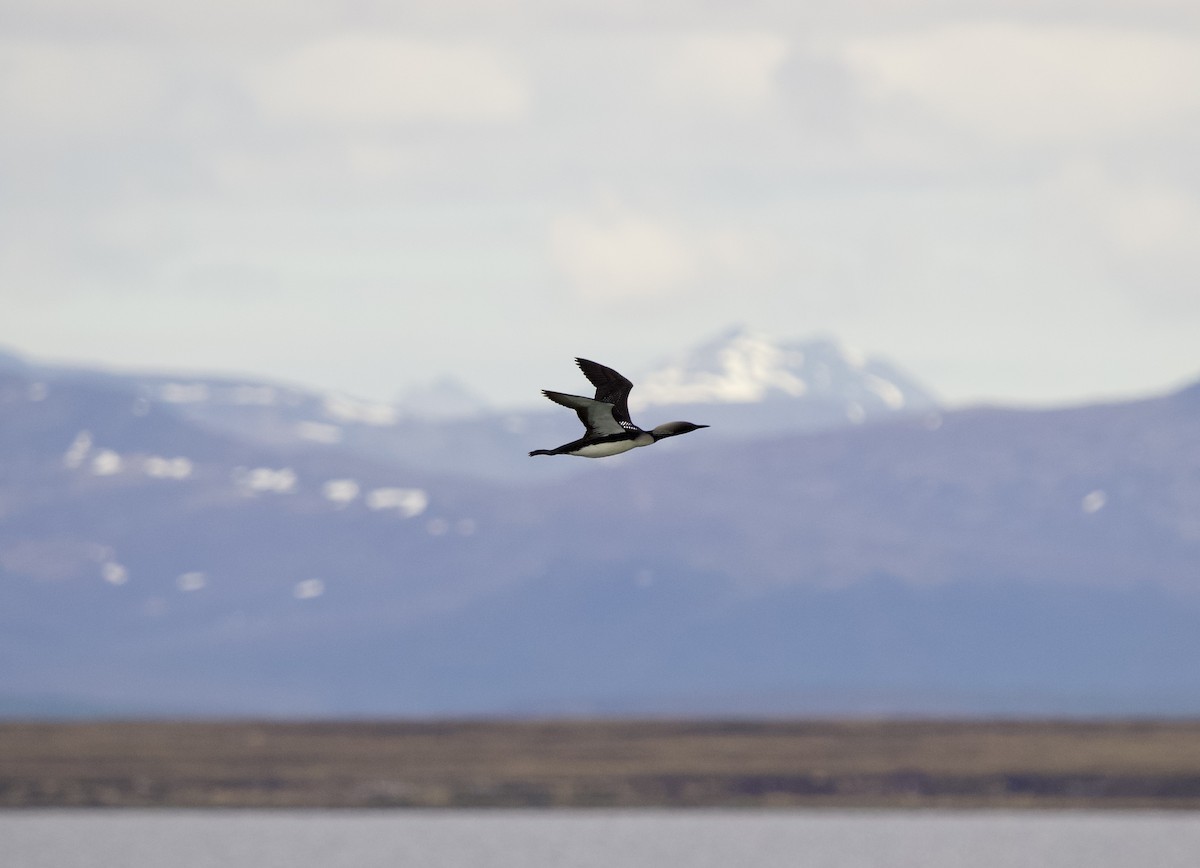 Pacific Loon - ML638369553
