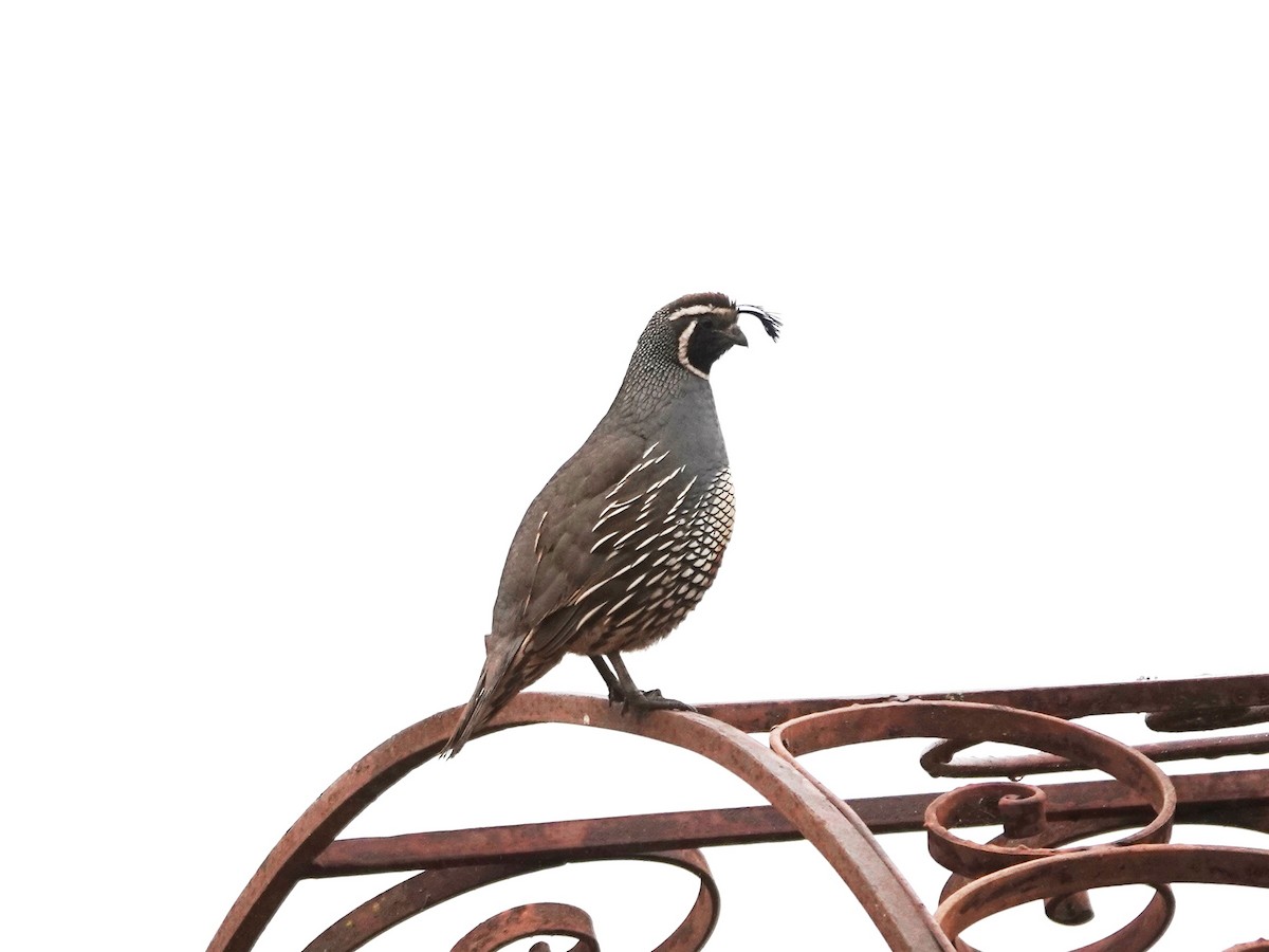 California Quail - ML638369558