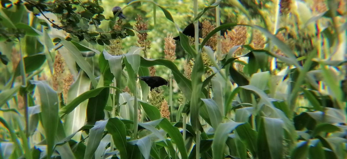 Bronzed Cowbird - ML638369579