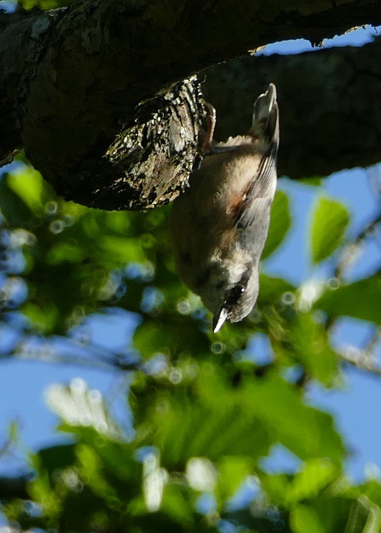 Eurasian Nuthatch - ML638369580