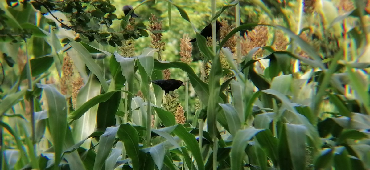 Bronzed Cowbird - ML638369587