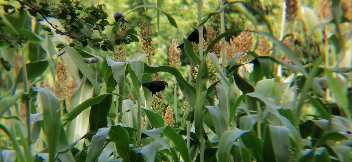 Bronzed Cowbird - ML638369593