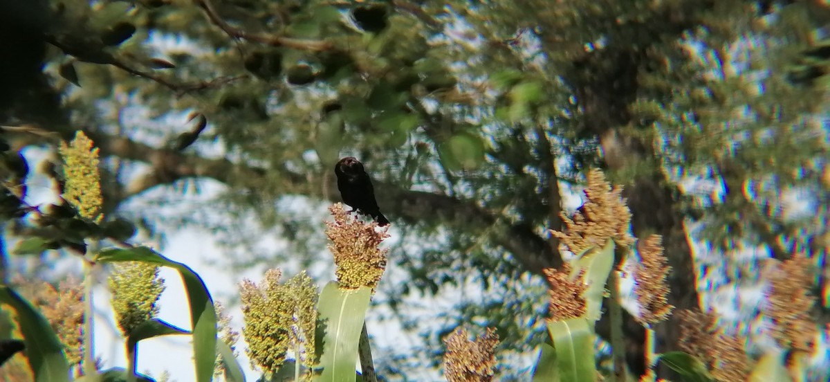 Bronzed Cowbird - ML638369599