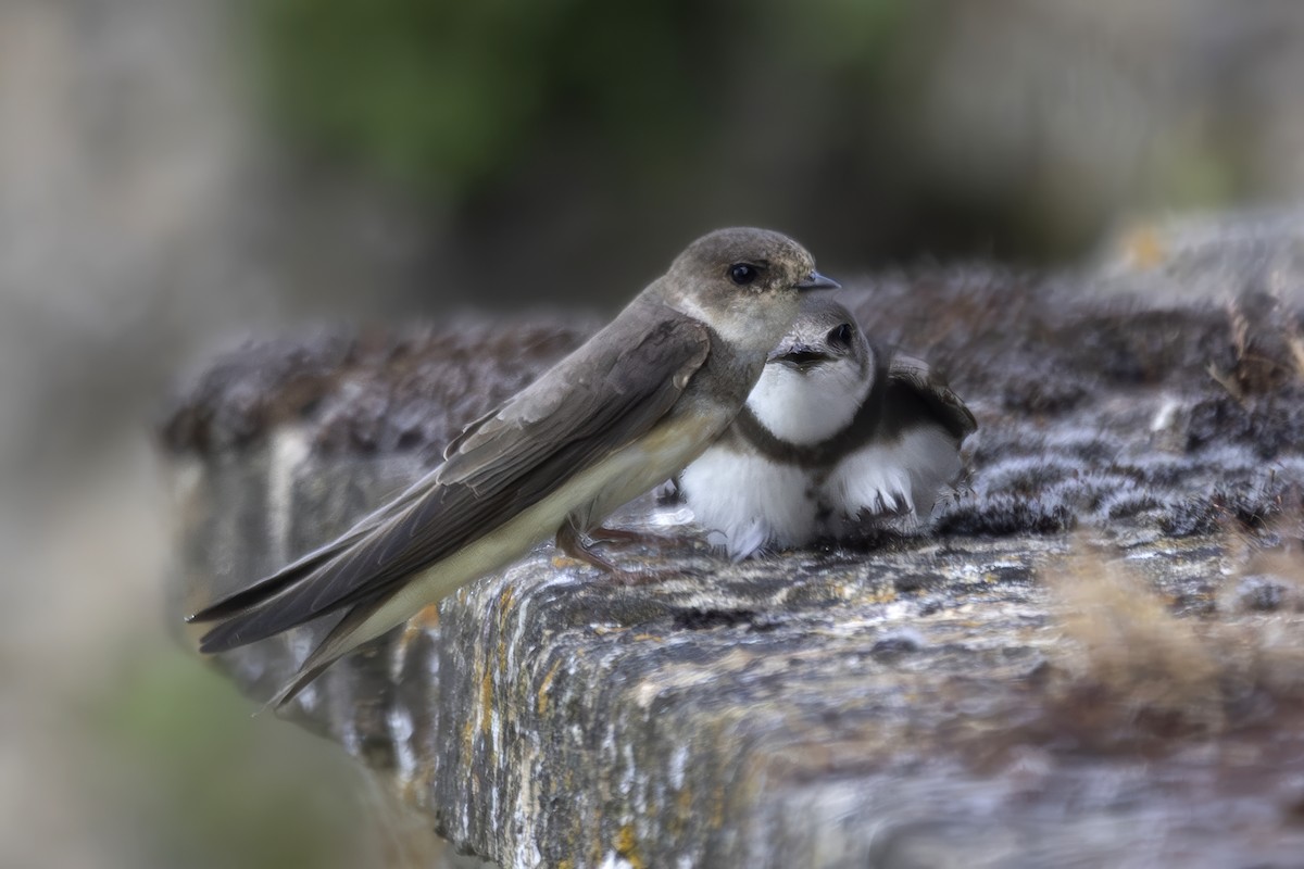 Bank Swallow - ML638369604