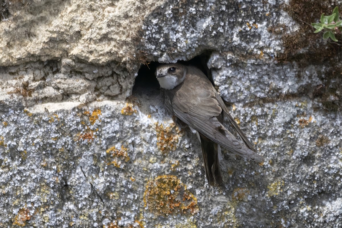 Bank Swallow - ML638369605