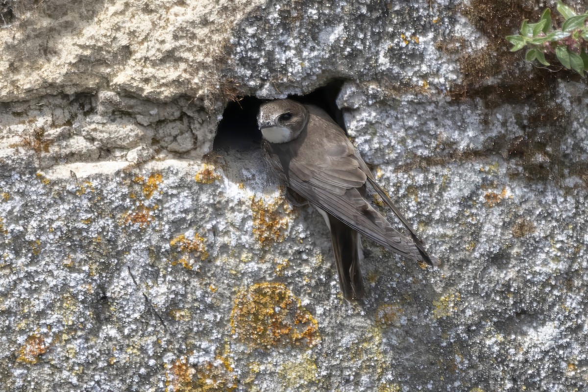 Bank Swallow - ML638369607