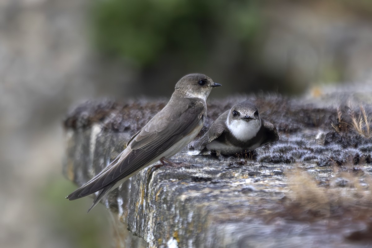 Bank Swallow - ML638369608