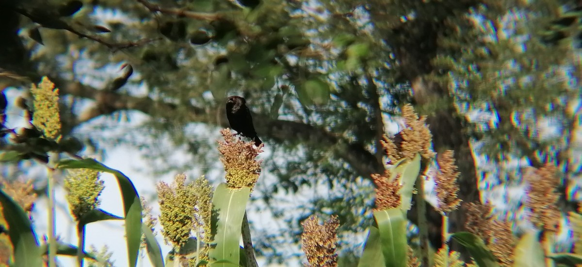 Bronzed Cowbird - ML638369612
