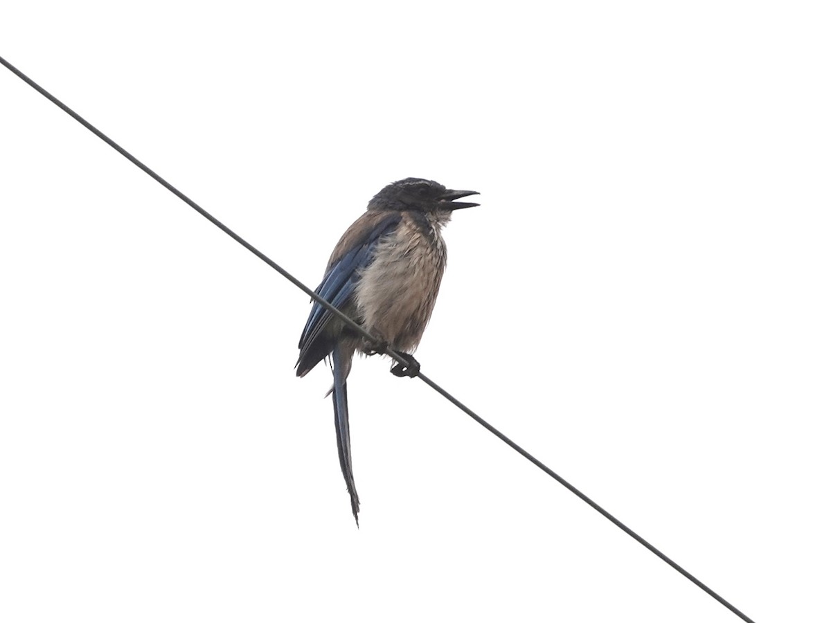 California Scrub-Jay - ML638369619
