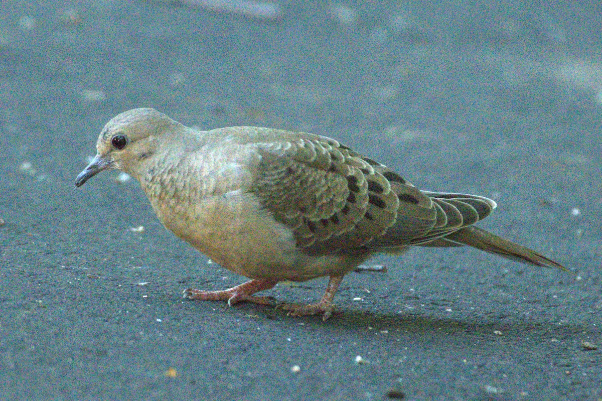 Mourning Dove - ML638369622