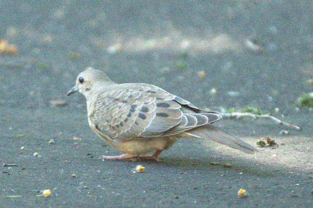 Mourning Dove - ML638369623
