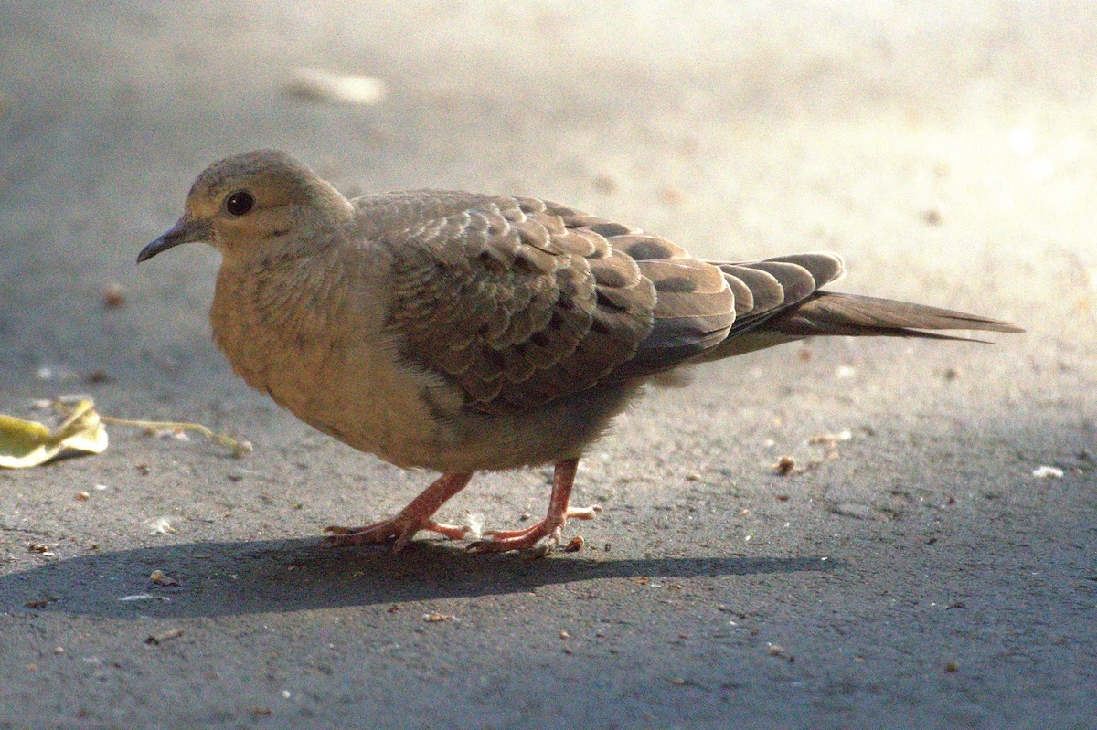 Mourning Dove - ML638369625