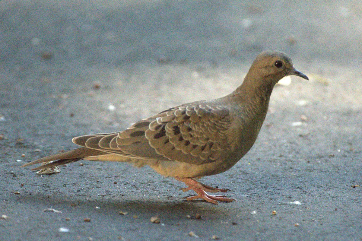 Mourning Dove - ML638369627