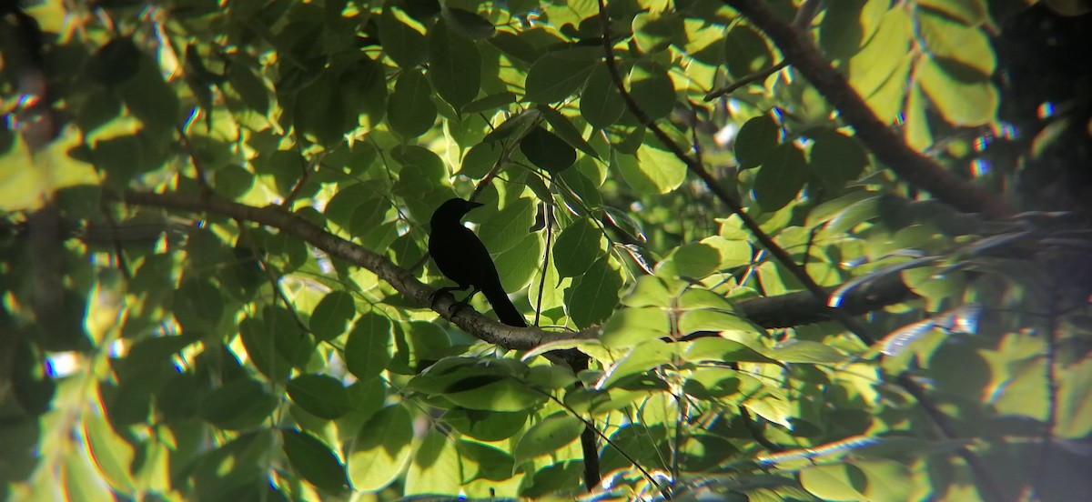 Great-tailed Grackle - ML638369629