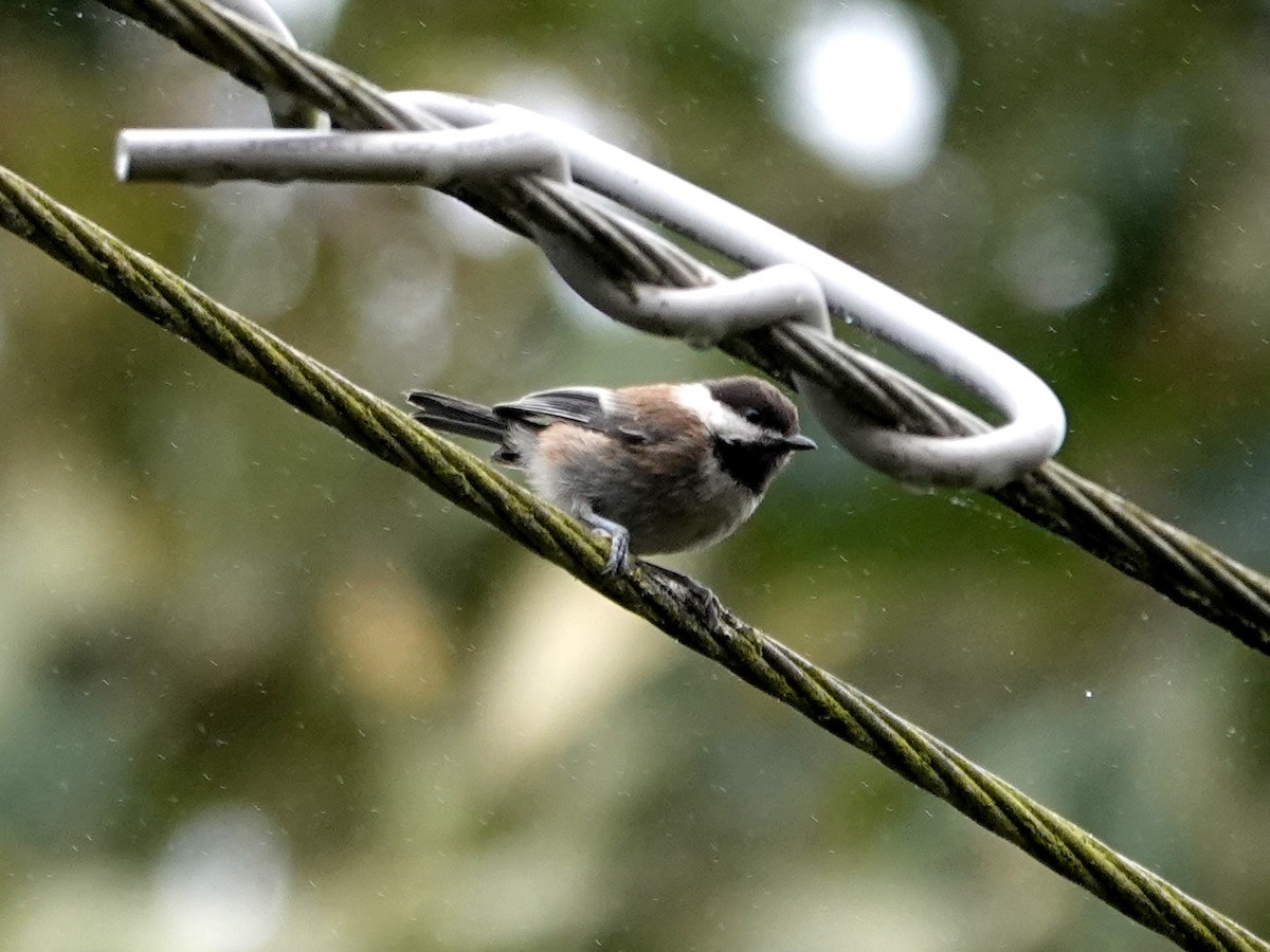 Chestnut-backed Chickadee - ML638369630