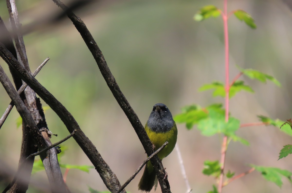 MacGillivray's Warbler - ML638369631