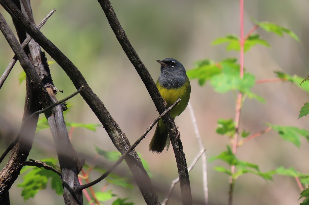 MacGillivray's Warbler - ML638369632