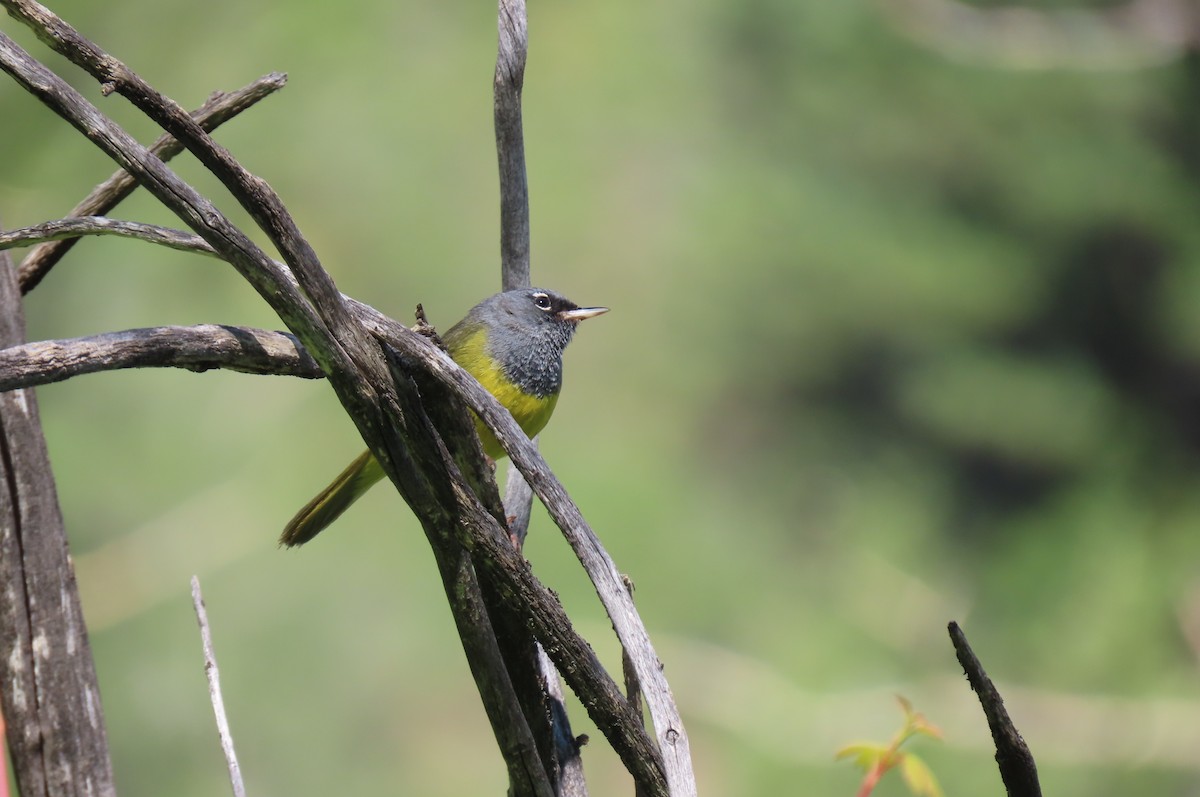MacGillivray's Warbler - ML638369633