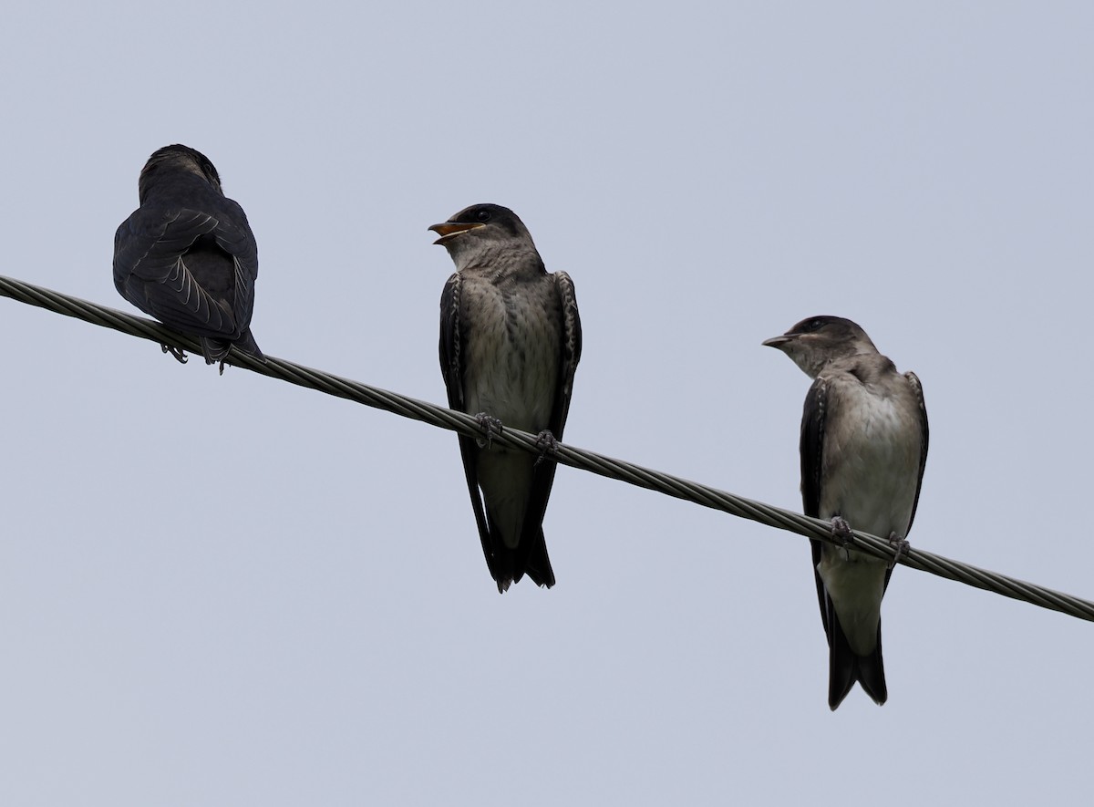 Purple Martin - ML638369638
