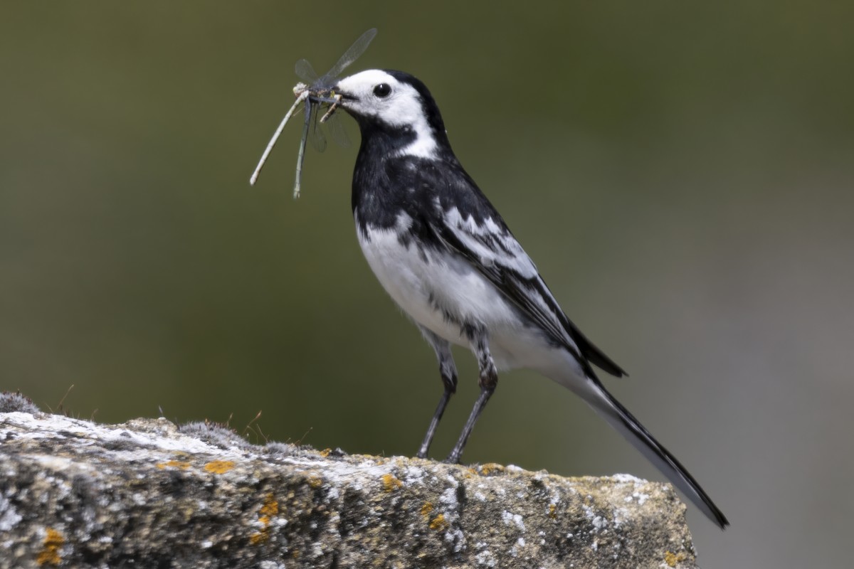 White Wagtail - ML638369640