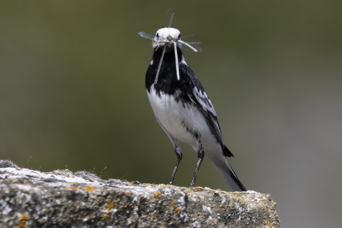 White Wagtail - ML638369641