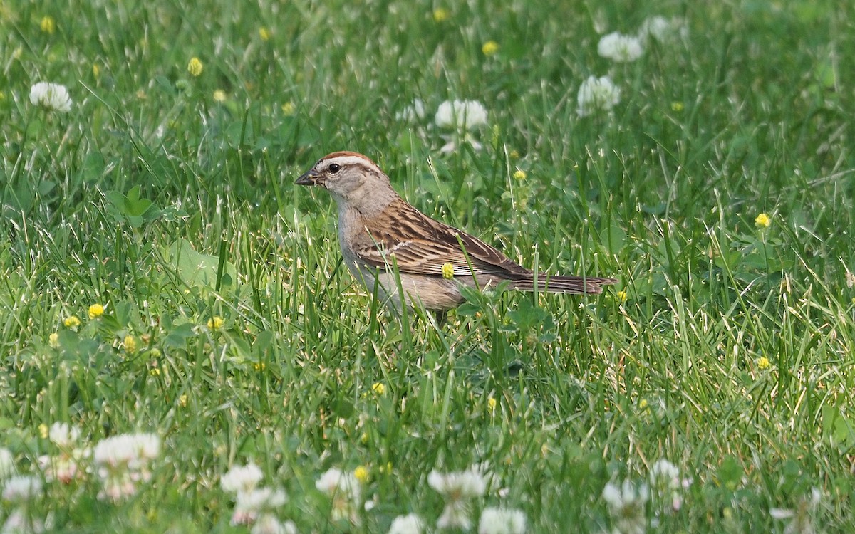 Chipping Sparrow - ML638369644