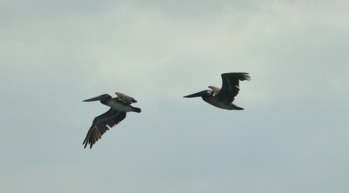Brown Pelican - ML638369645