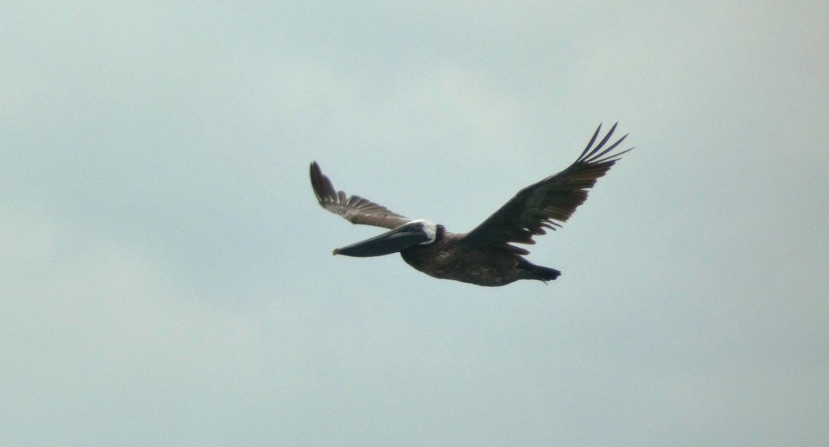 Brown Pelican - ML638369647