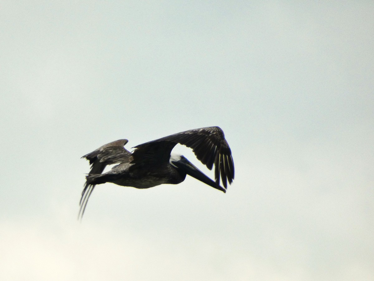 Brown Pelican - ML638369648