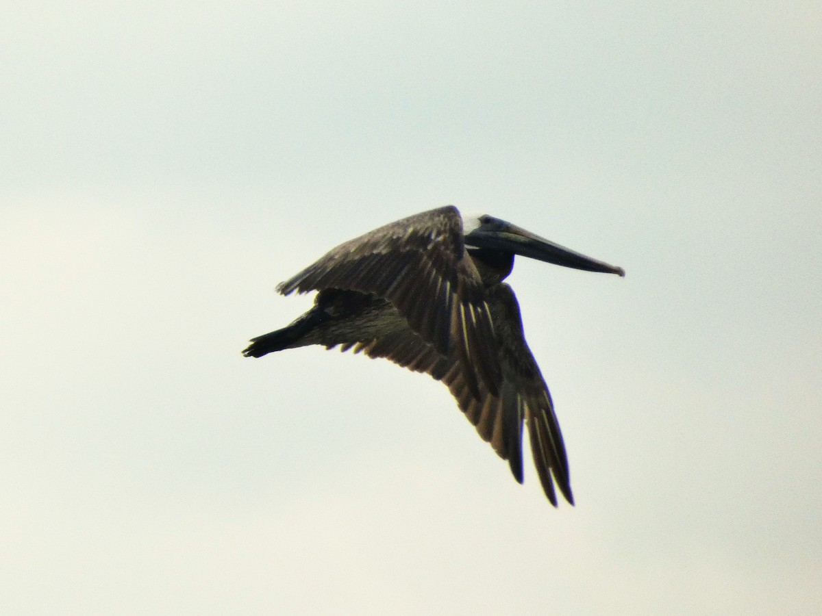 Brown Pelican - ML638369649