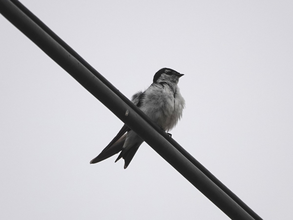Violet-green Swallow - ML638369650