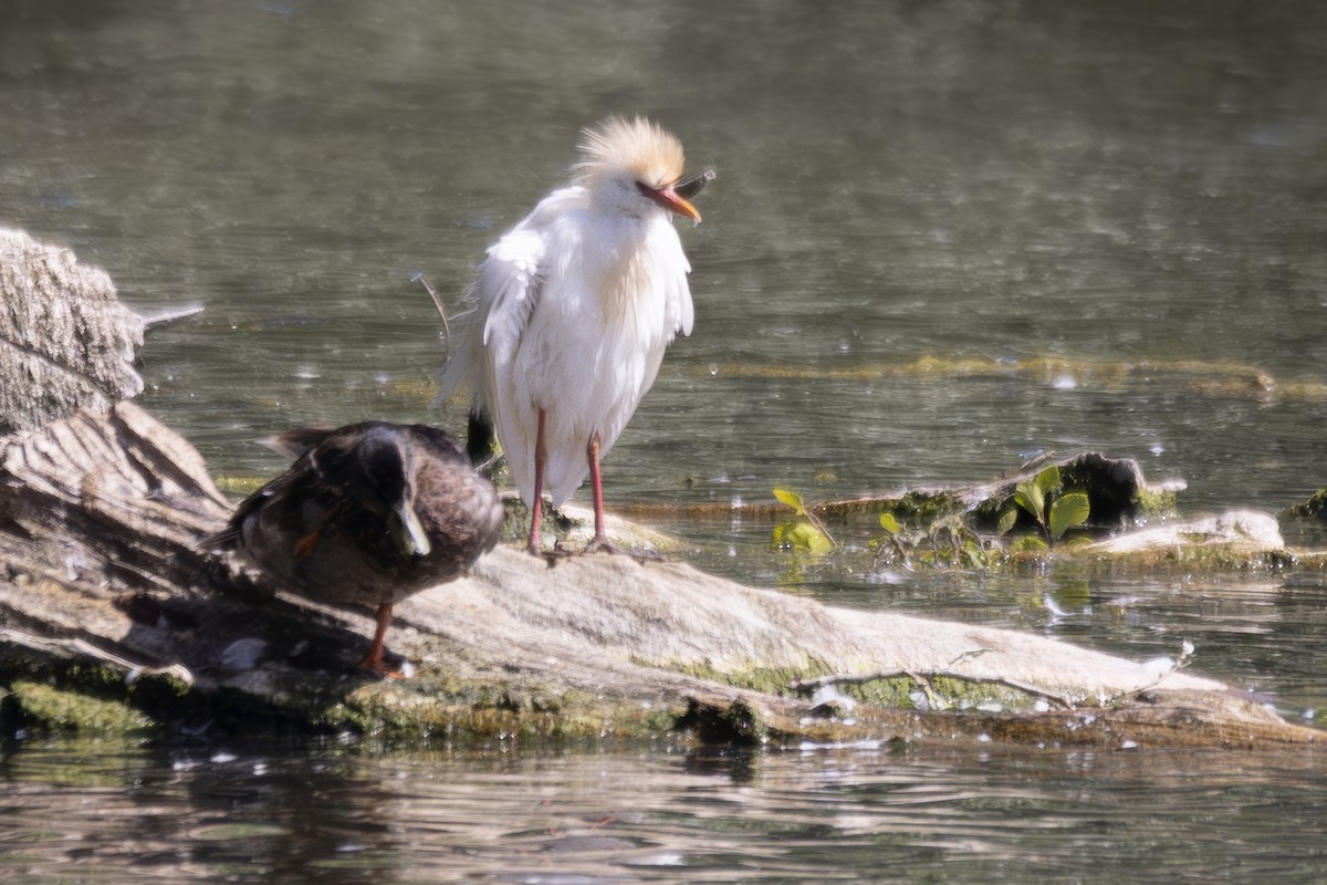 Western Cattle-Egret - ML638369652