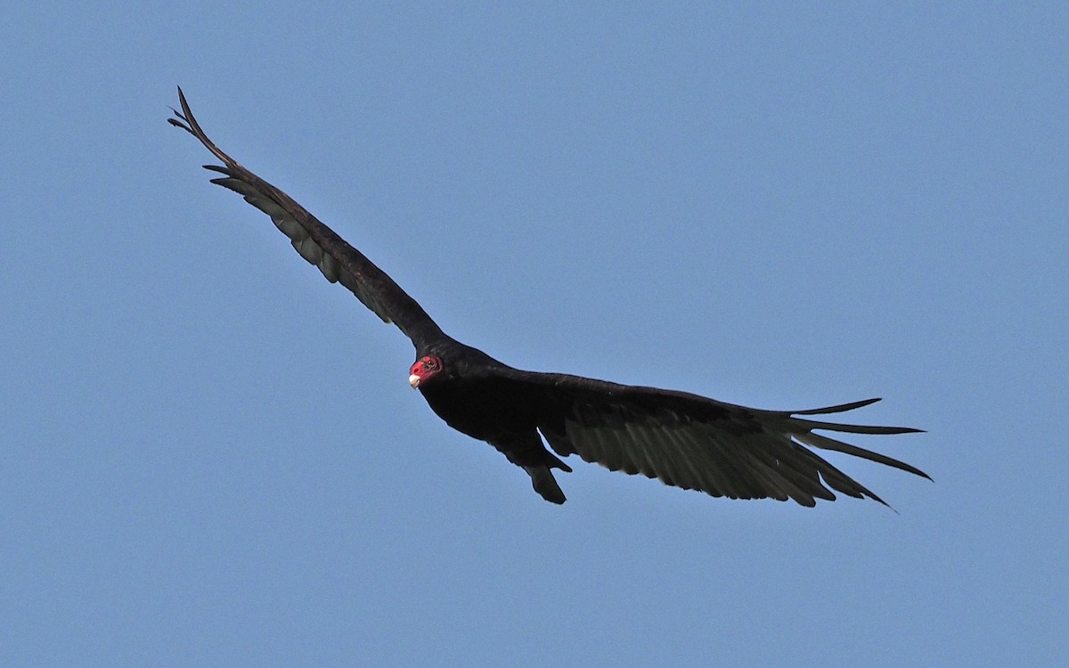 Turkey Vulture - ML638369654