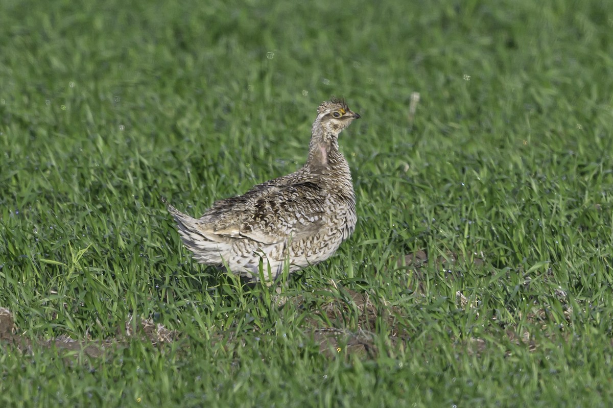 Sharp-tailed Grouse - ML638369656
