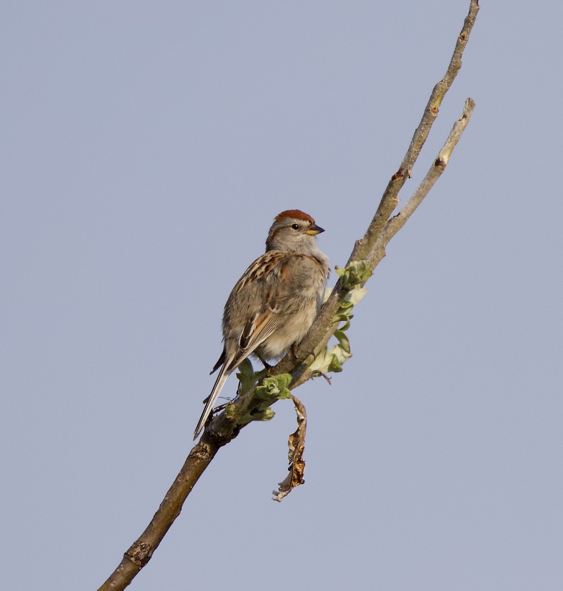 American Tree Sparrow - ML638369657