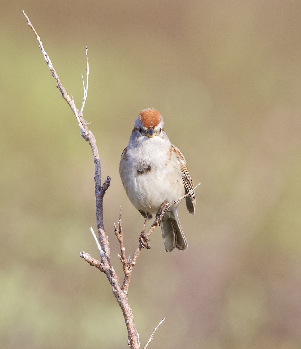 American Tree Sparrow - ML638369658