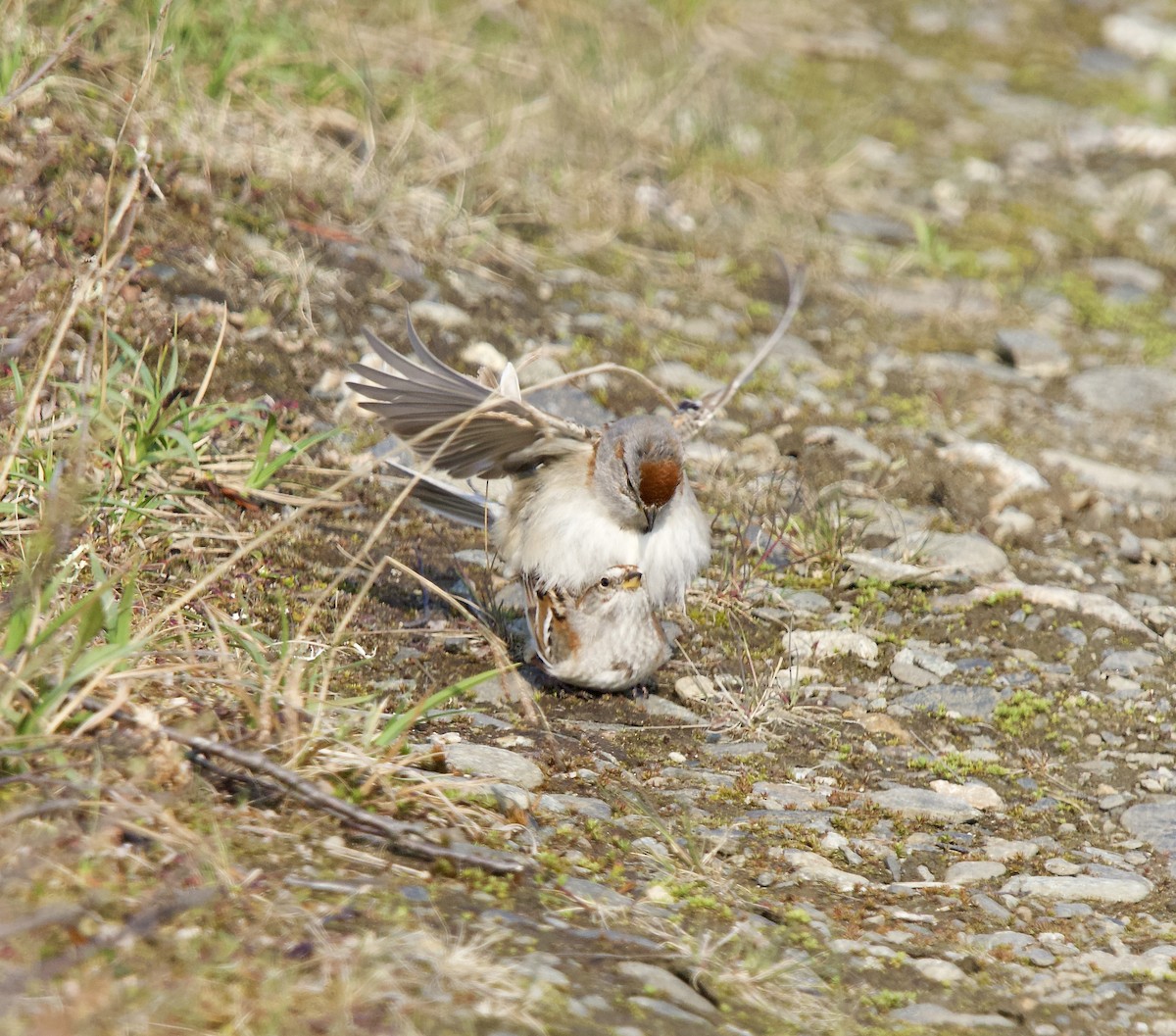 American Tree Sparrow - ML638369659