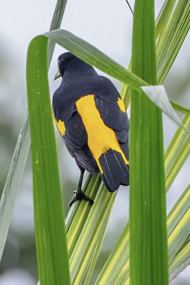 Yellow-rumped Cacique - ML638369660