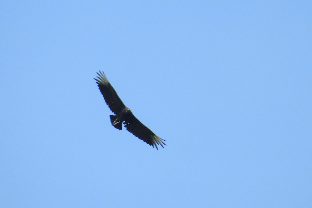 Black Vulture - ML638369670