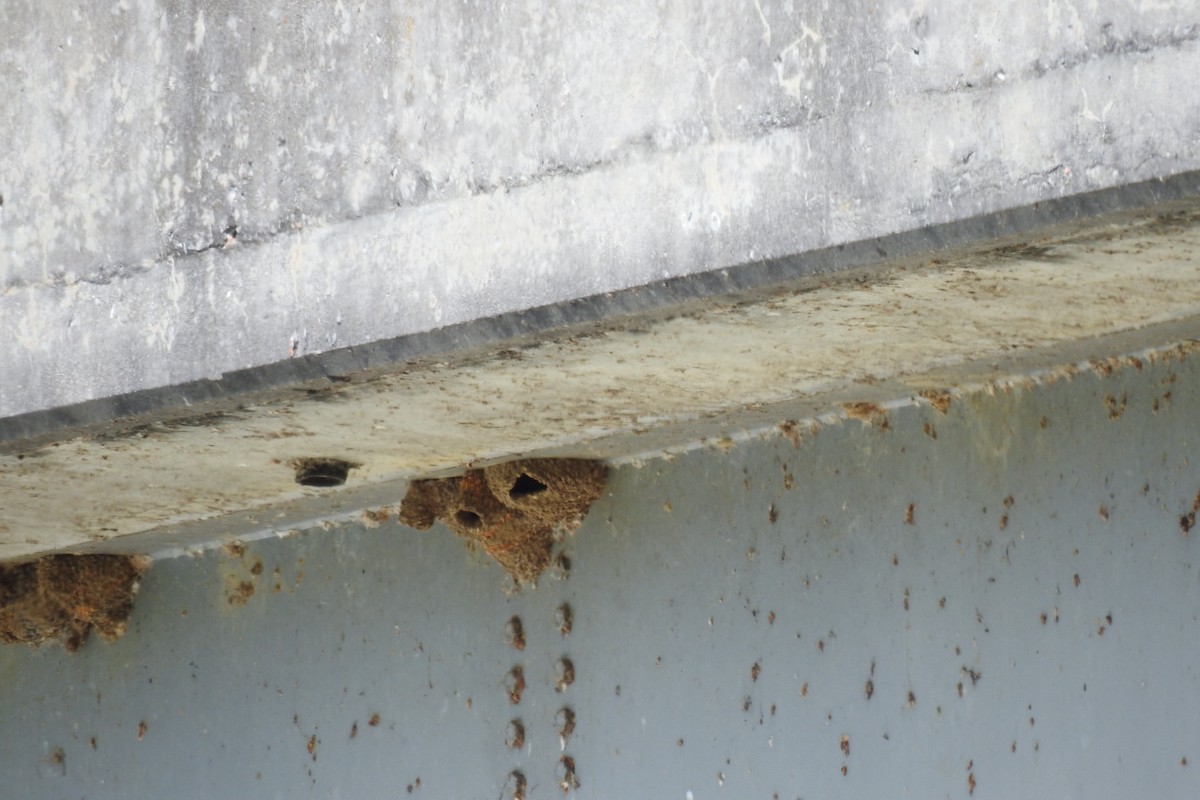 Cliff Swallow - ML638369672