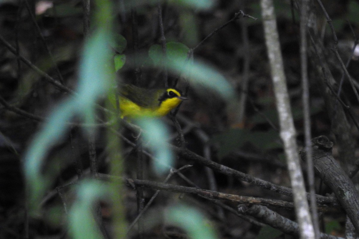 Kentucky Warbler - ML638369676