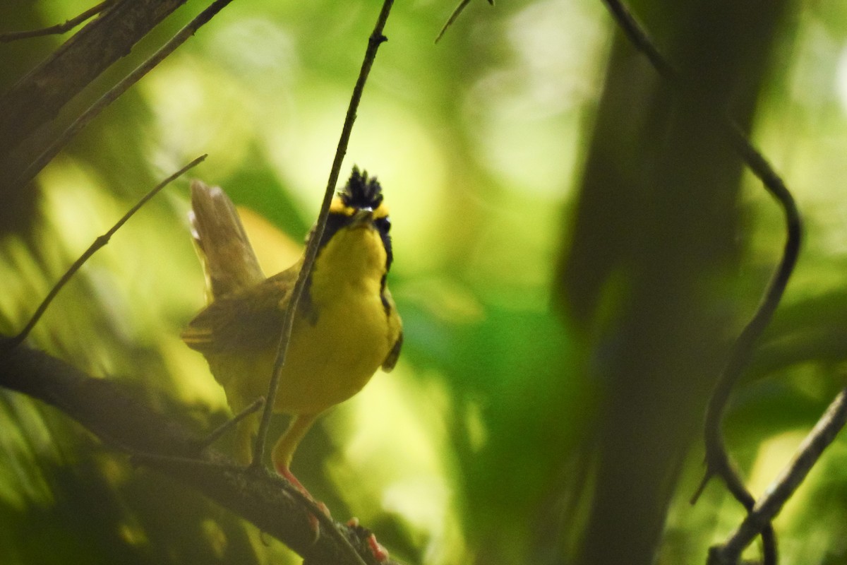Kentucky Warbler - ML638369677