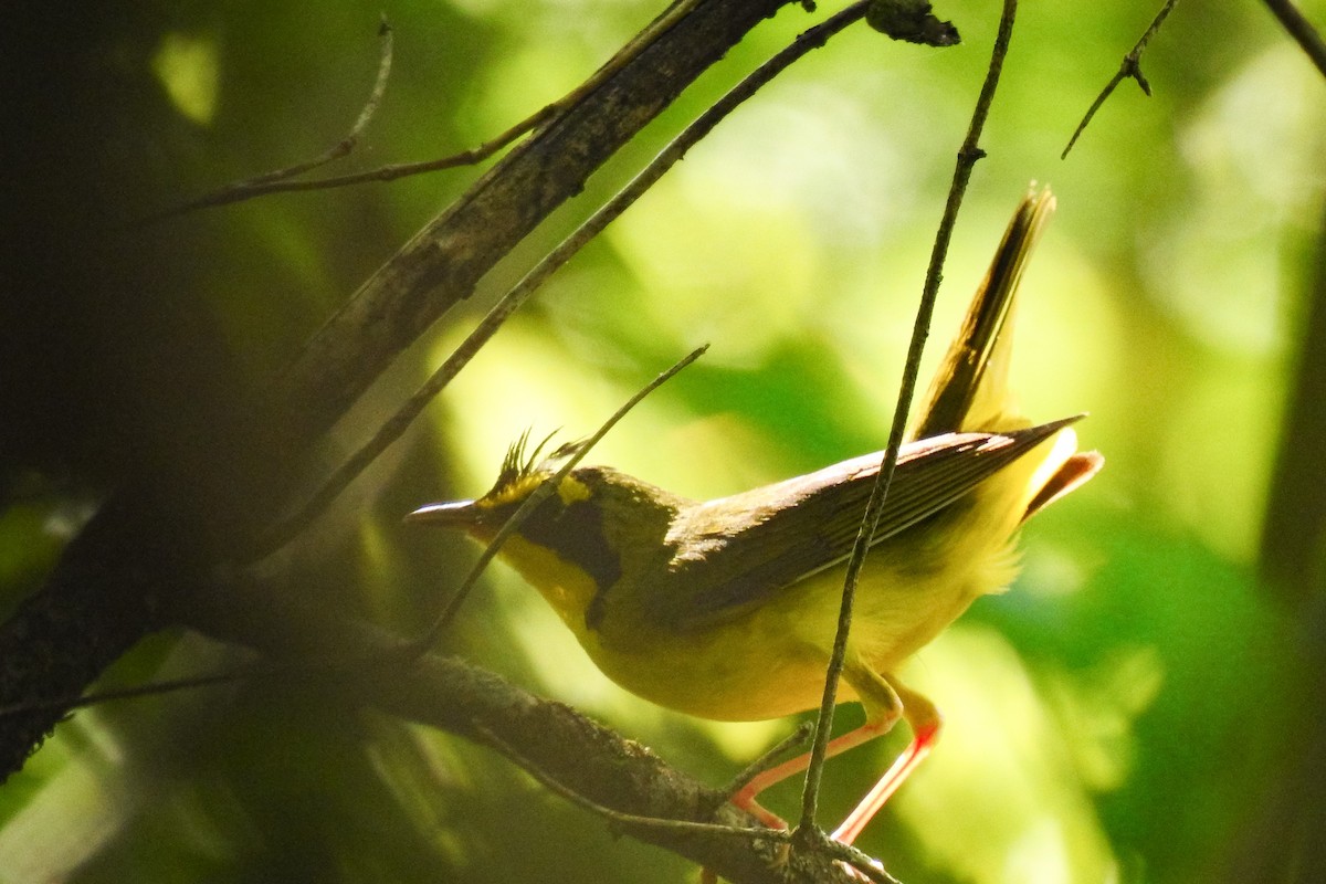 Kentucky Warbler - ML638369678