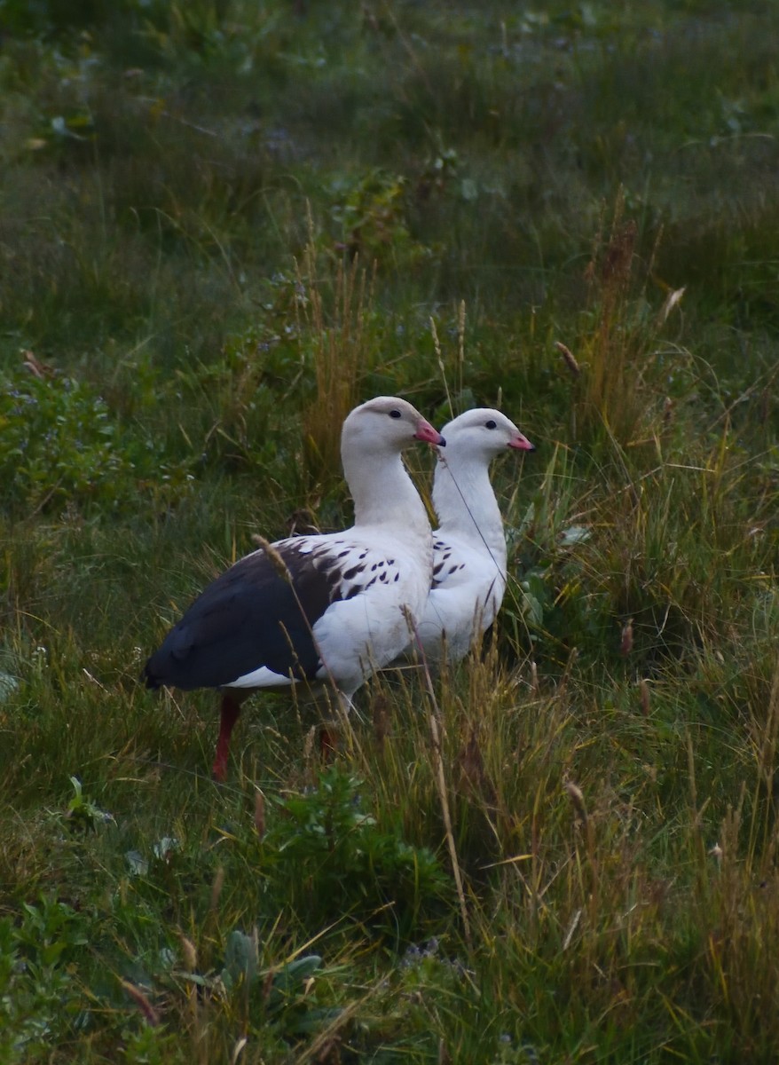 Andean Goose - ML638369705