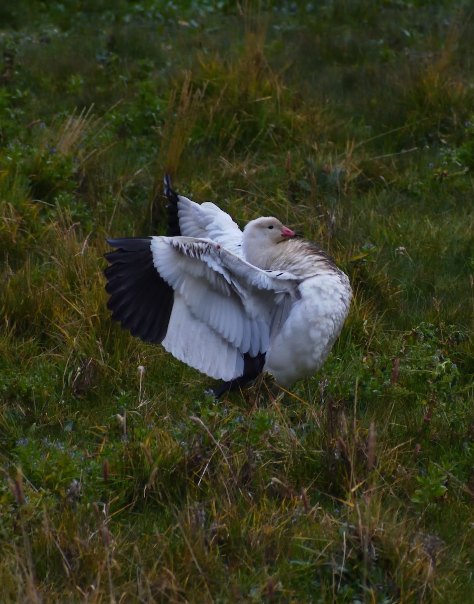 Andean Goose - ML638369706