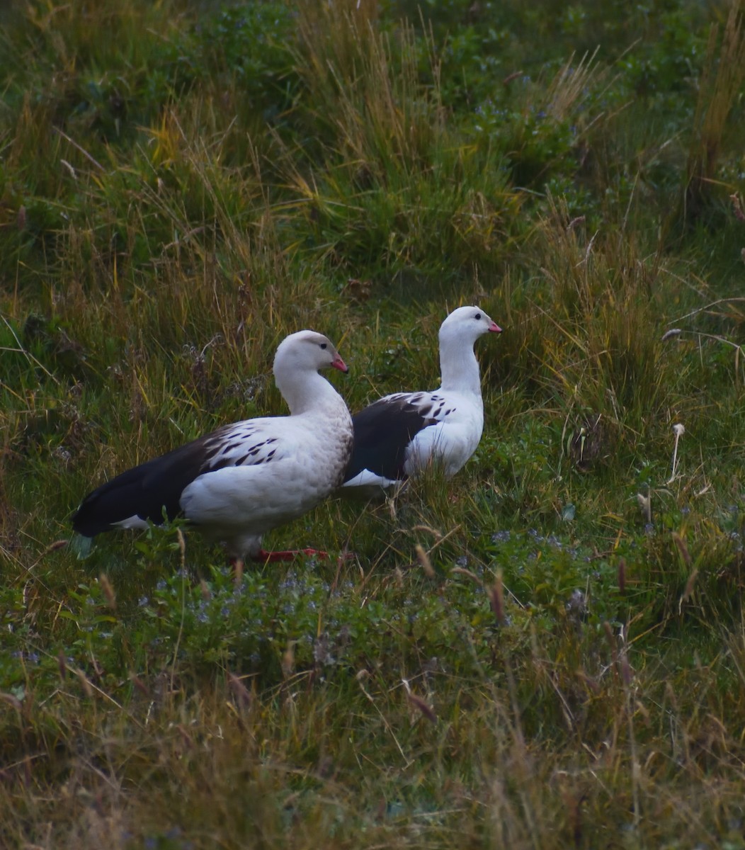 Andean Goose - ML638369707