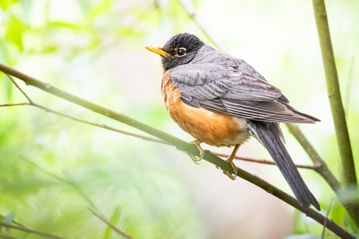 American Robin - ML638369711