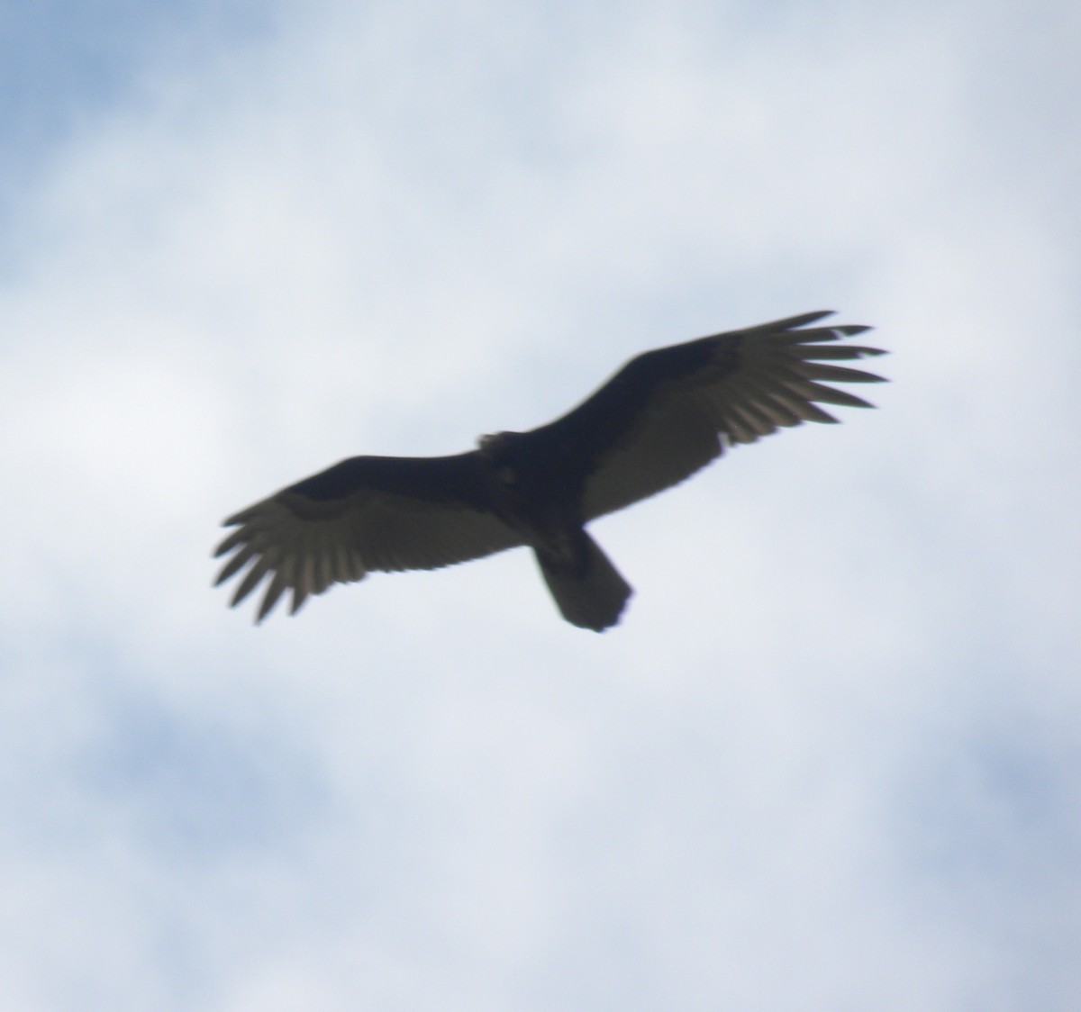 Zone-tailed Hawk - ML638369714