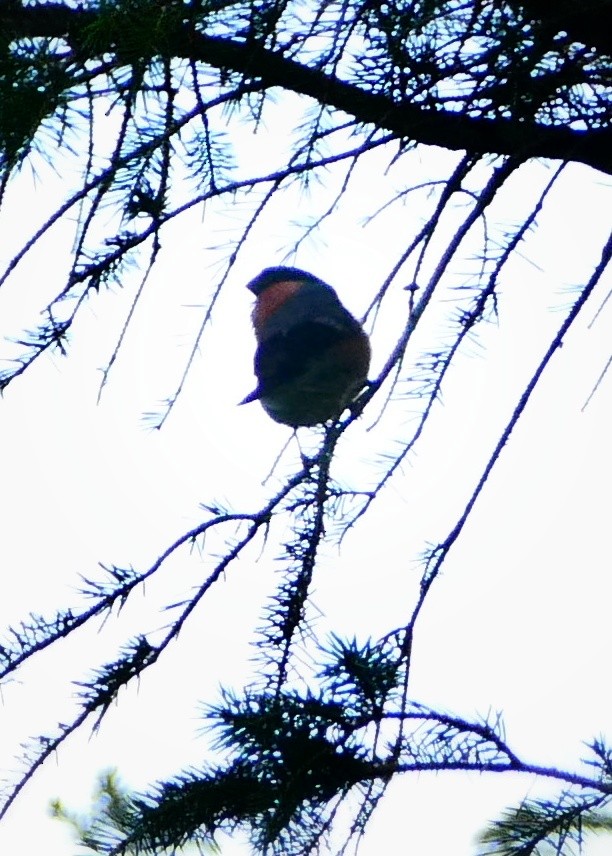 Eurasian Bullfinch - ML638369715